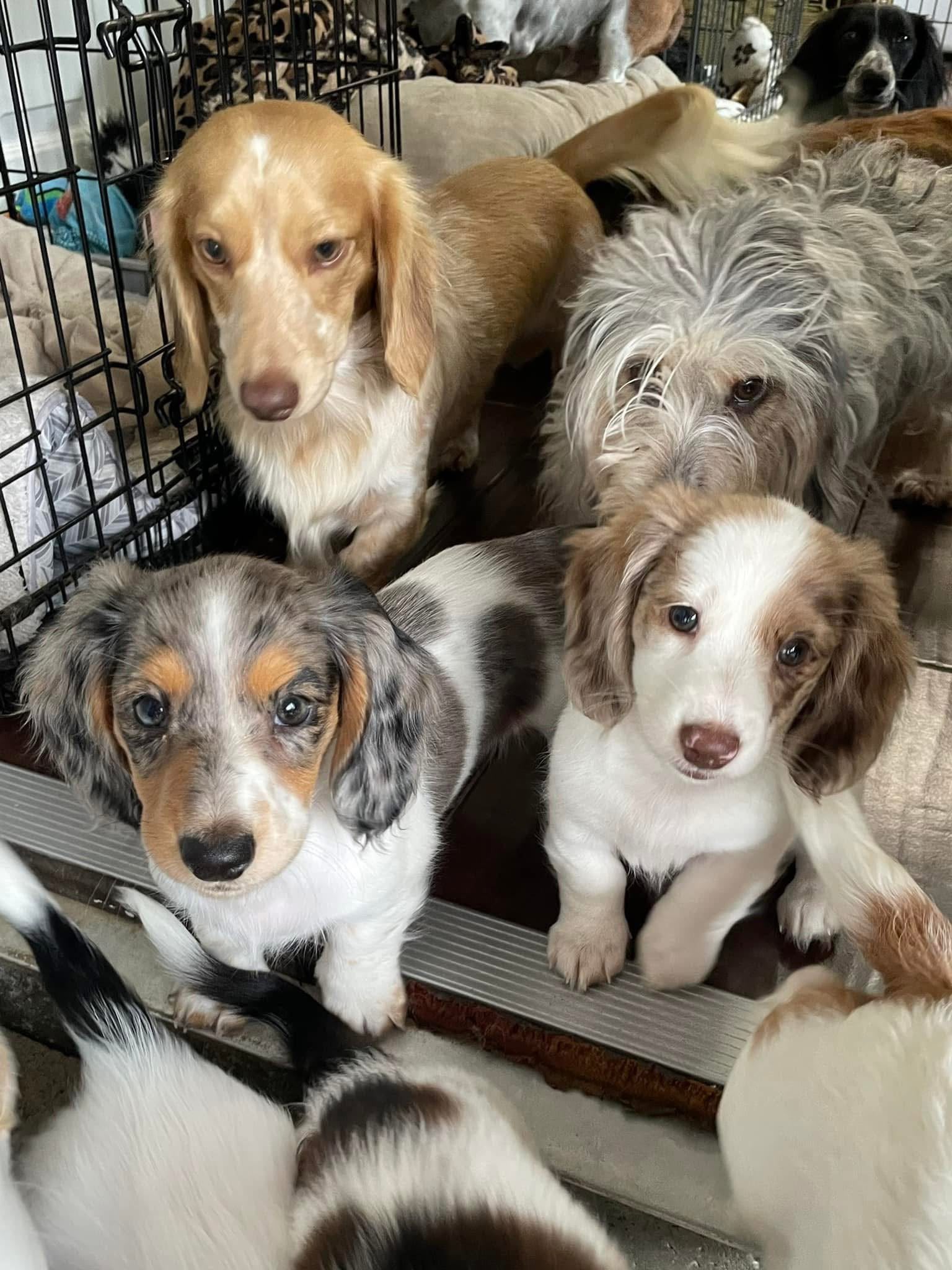 Puppies Raised With Love